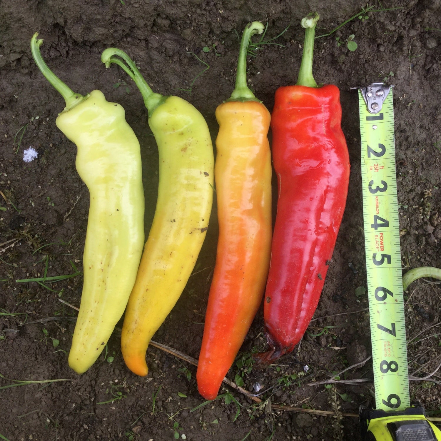 Hybrid Hot Banana/Hungarian Pepper - Blazing Banana