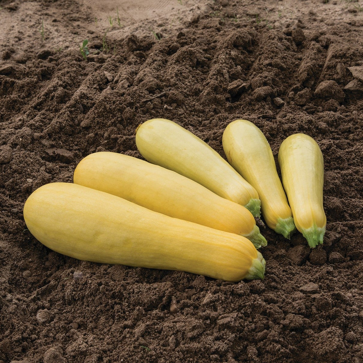 Hybrid Yellow Straightneck Squash - Blonde Beauty