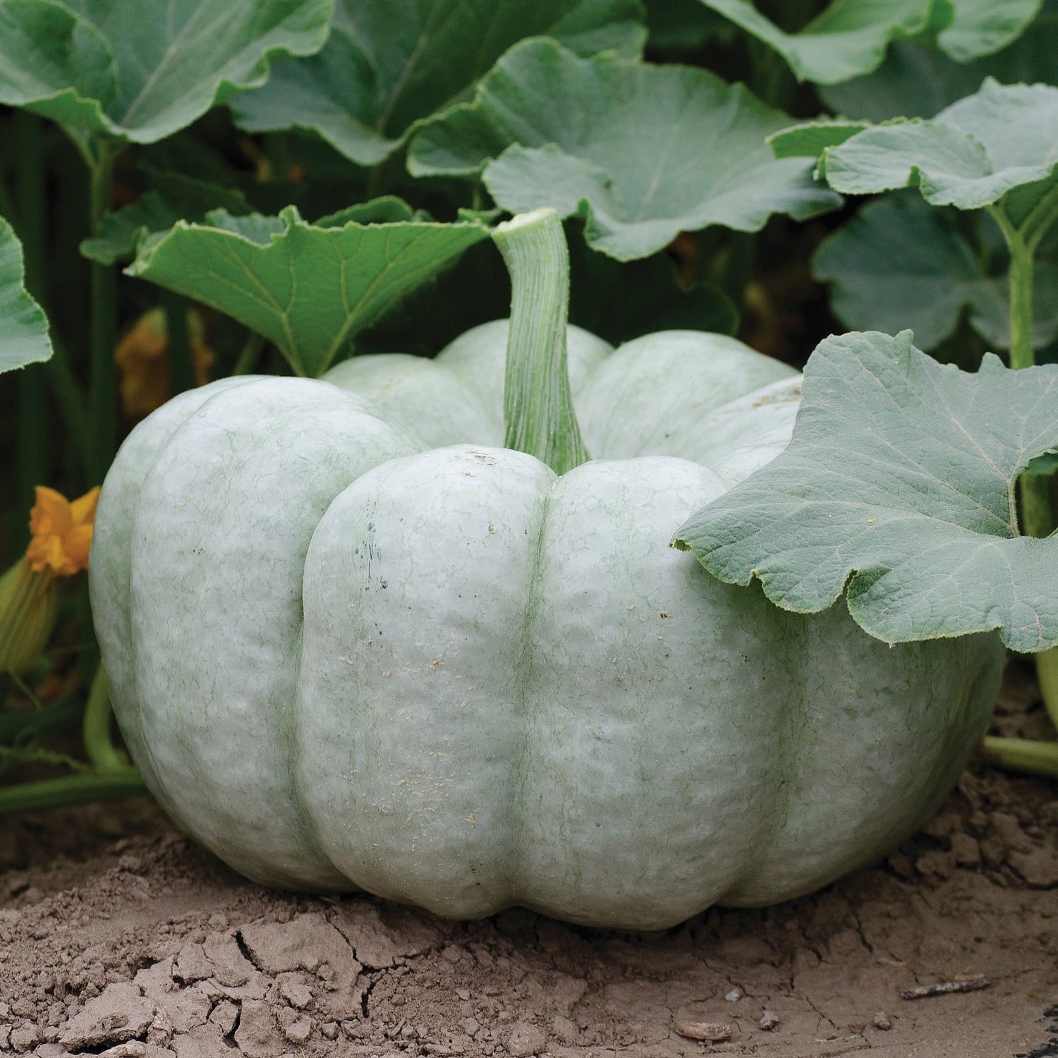 Hybrid Specialty Pumpkin - Blue Doll