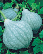 Hybrid Hubbard Squash - Blue Magic