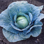 Hybrid Green Cabbage - Blue Vantage