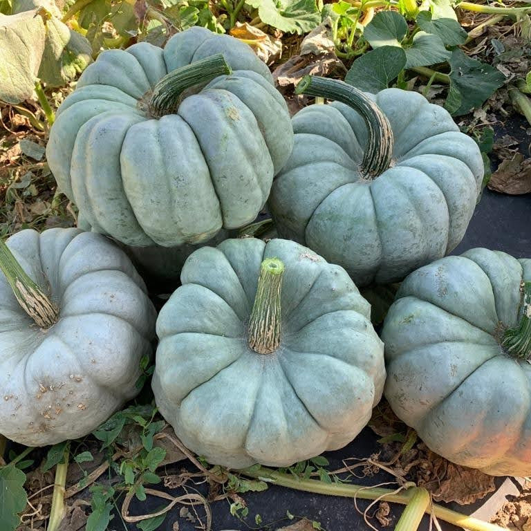 Hybrid Specialty Pumpkin - Blue Doll