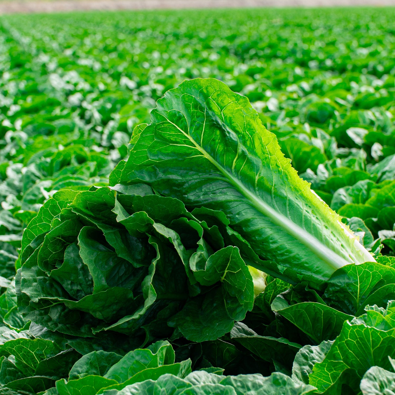 OP Green Romaine Lettuce - Bluerock