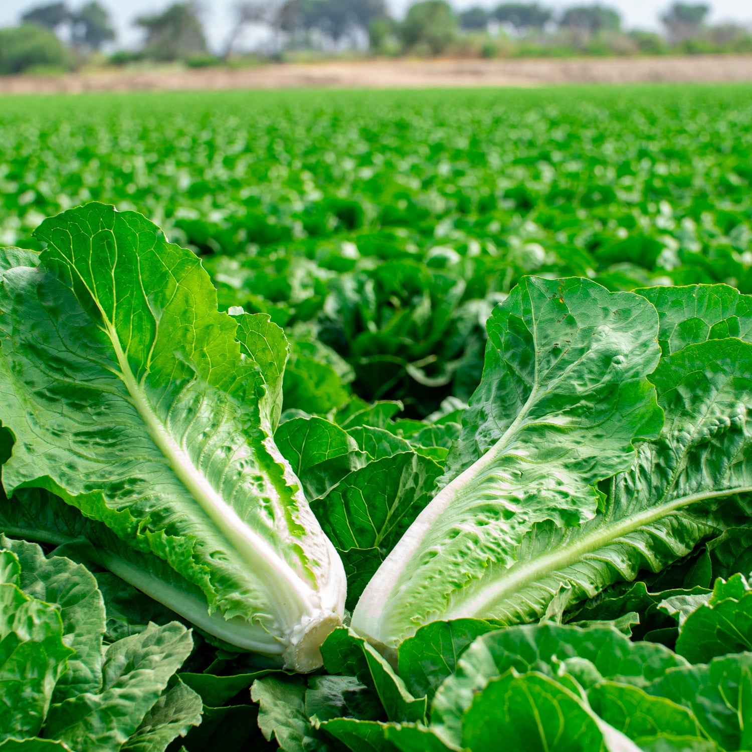 OP Green Romaine Lettuce - Bluerock