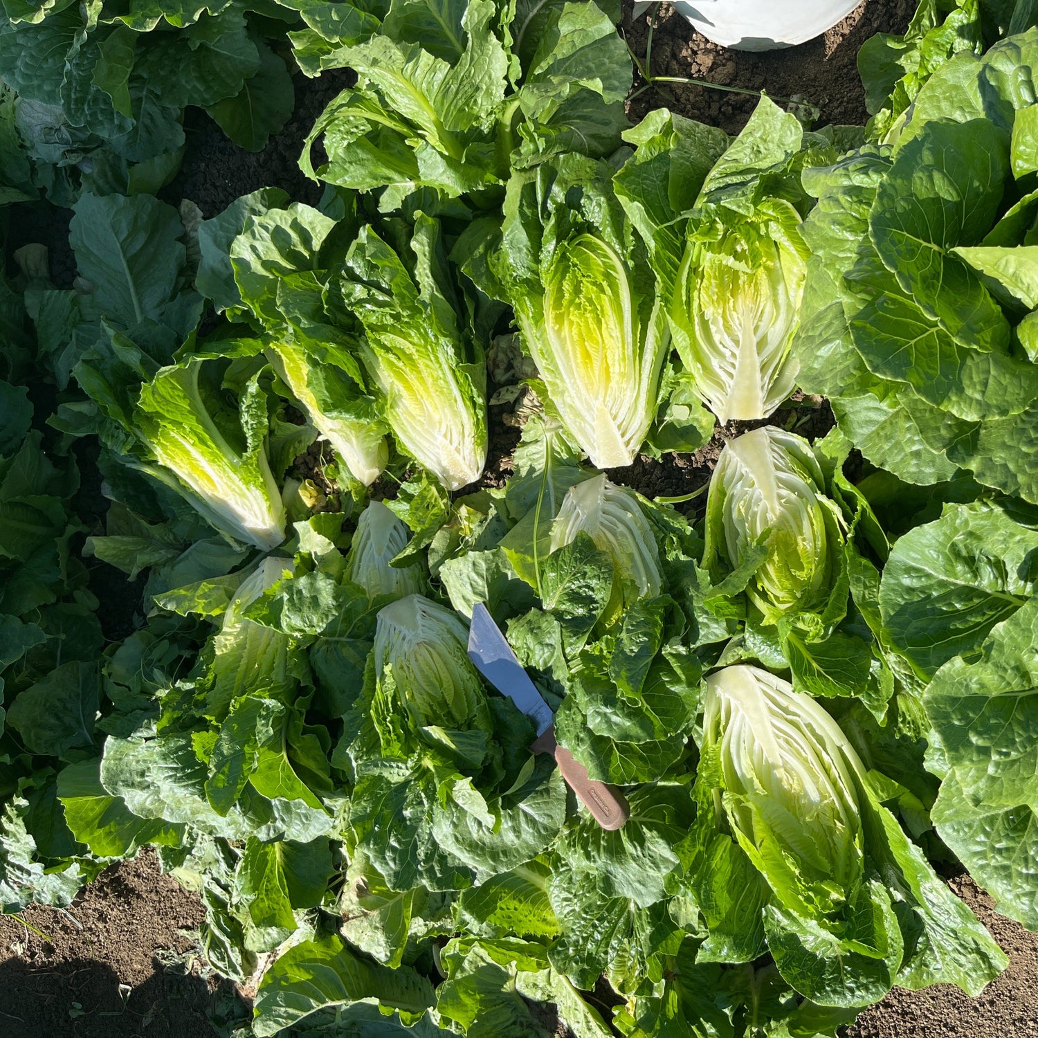 OP Green Romaine Lettuce - Bluerock