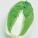 Hybrid Napa Cabbage - Blues