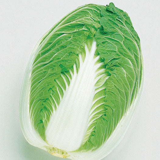 Hybrid Napa Cabbage - Blues