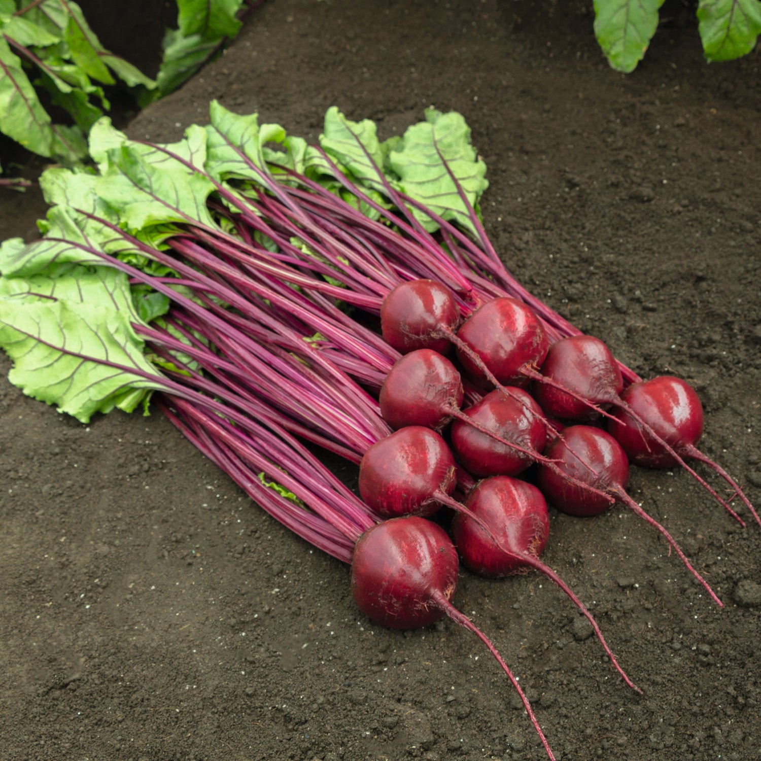 Hybrid Red Beet - Bohan
