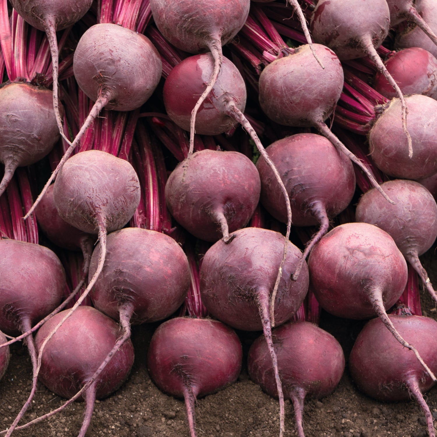 Hybrid Red Beet - Bohan