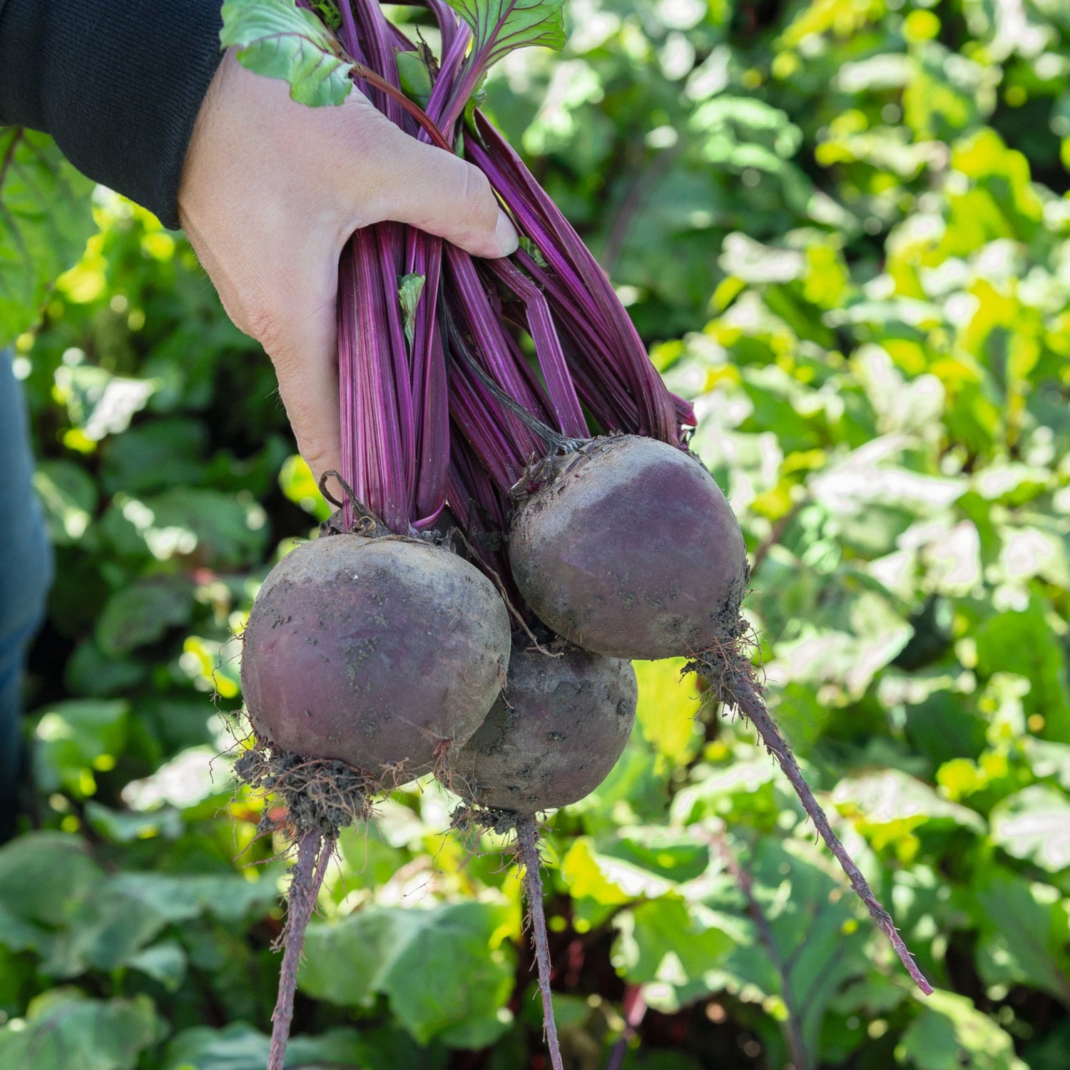 Hybrid Red Beet - Bohan