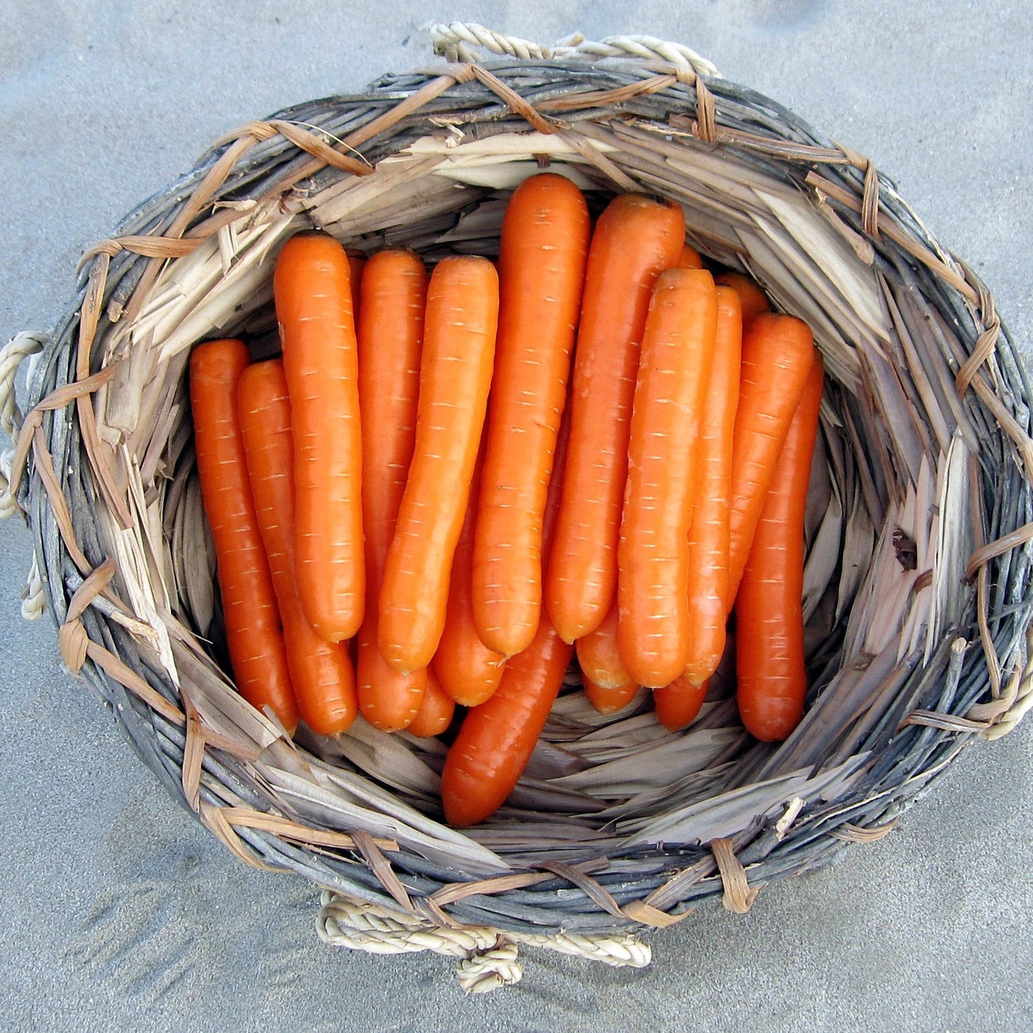 Hybrid Orange Carrot - Bolero