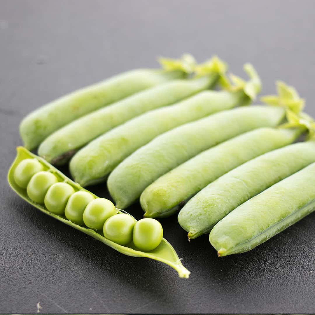 OP Shelling Pea - Bolero