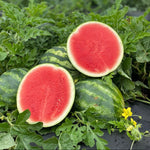 Hybrid Triploid (Seedless) Personal Size Watermelon - Bolita