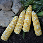 Hybrid Supersweet Bicolor Corn - Bolt XR