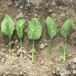 Hybrid Spinach - Bongo