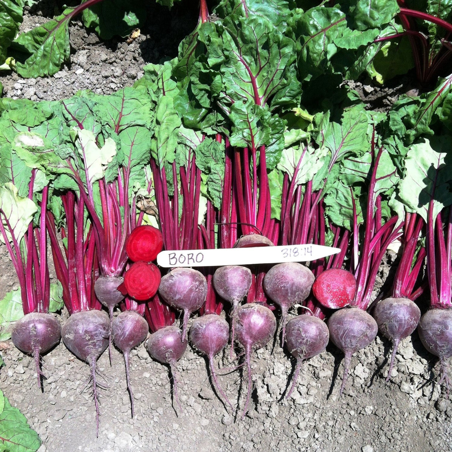 Hybrid Red Beet - Boro
