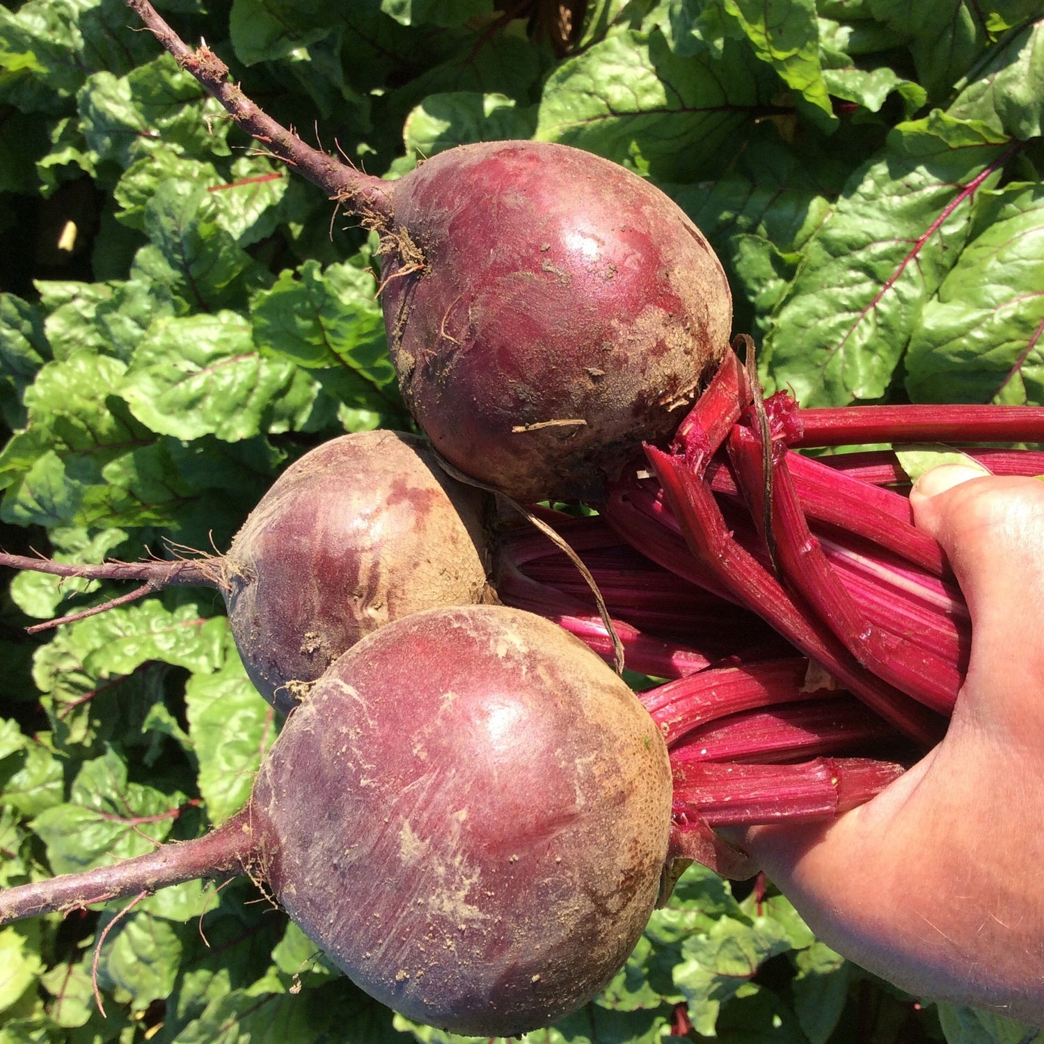 Hybrid Red Beet - Boro