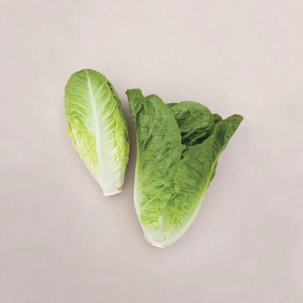 OP Green Romaine Lettuce - Boronda