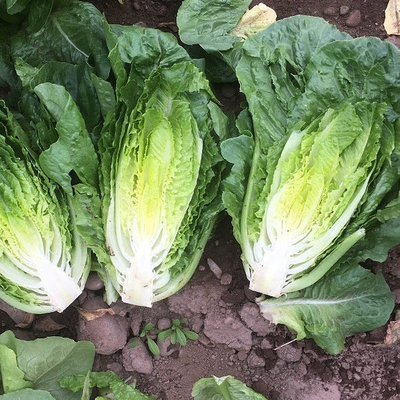 OP Green Romaine Lettuce - Boronda