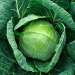 Hybrid Green Cabbage - Bourbon