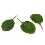 Hybrid Spinach - Boxfish RZ