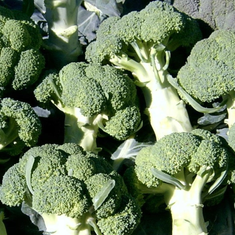 Hybrid Broccoli - Bravado