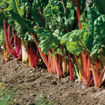 OP Multicolored Swiss Chard - Bright Lights