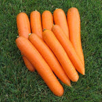 Hybrid Orange Carrot - Brillyance