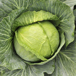 Hybrid Green Cabbage - Bruno