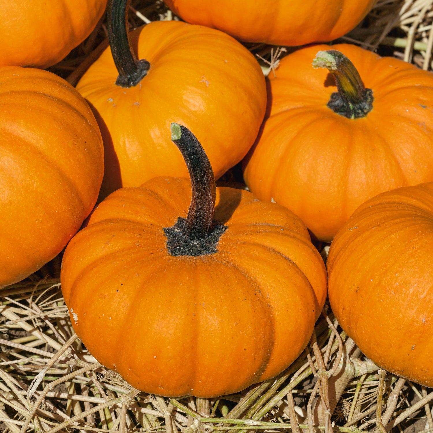 Hybrid Mini Pumpkin - Bumpkin