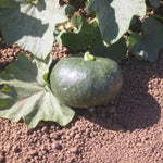 OP Buttercup/Kabocha Squash - Burgess Buttercup
