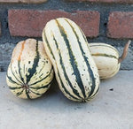 OP Delicata Squash - Bush Delicata