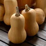OP Butternut Squash - Butterbaby (Mini)