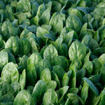Hybrid Spinach - C2-606