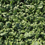 Hybrid Spinach - Cabezon RZ