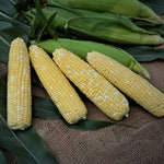 Hybrid Supersweet Bicolor Corn - Cadence XR