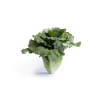 Hybrid Green Crunchy Romaine Lettuce - Calesita RZ