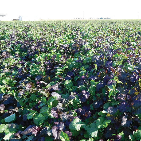 Large field of leafy red and green leaves on mustard plants under a clear sky.