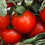 Hybrid Round Red Tomato - Camaro
