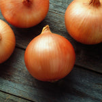 Hybrid Intermediate Day Yellow Onion - Candy