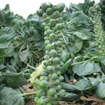Hybrid Brussels Sprouts - Capitola