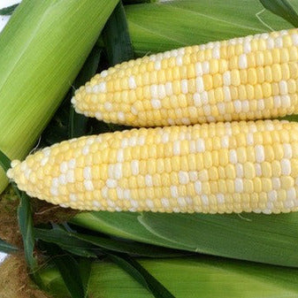 Hybrid Sugar Enhanced Bicolor Corn - Cappuccino