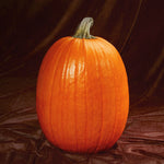Hybrid Carving Pumpkin - Captain Jack