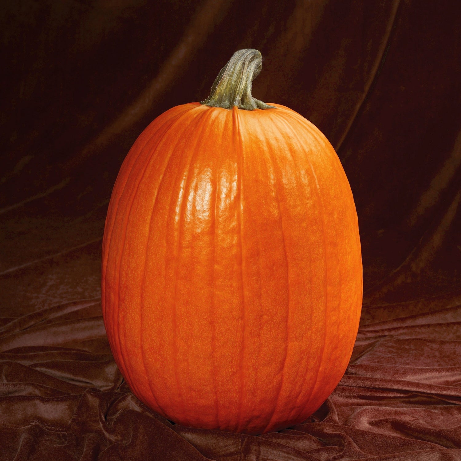 Hybrid Carving Pumpkin - Captain Jack