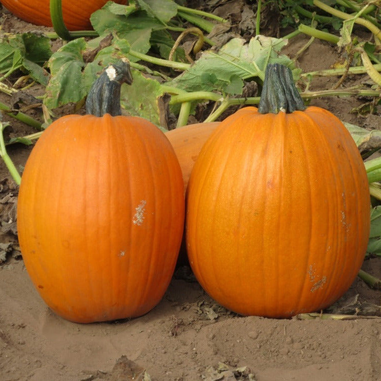 Hybrid Carving Pumpkin - Captain Jack