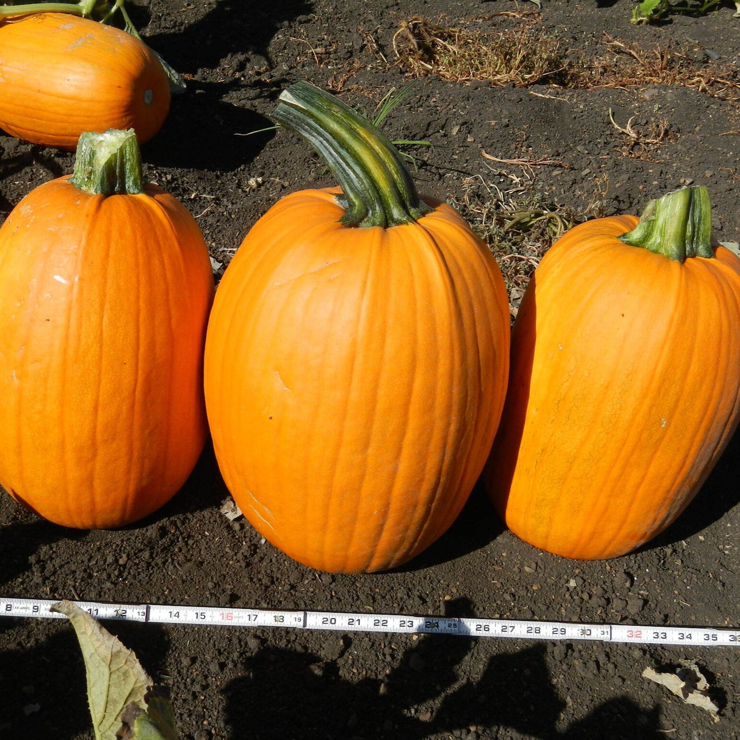 Hybrid Carving Pumpkin - Captain Jack