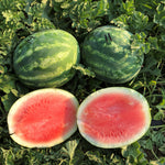 Hybrid Triploid (Seedless) Crimson Sweet Rind Watermelon - Captivation