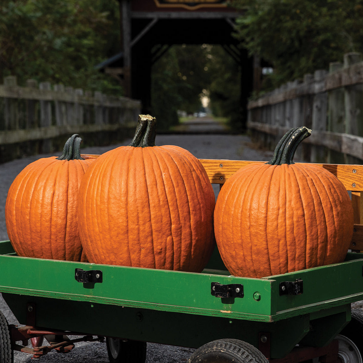 Hybrid Carving Pumpkin - Carbonado Gold