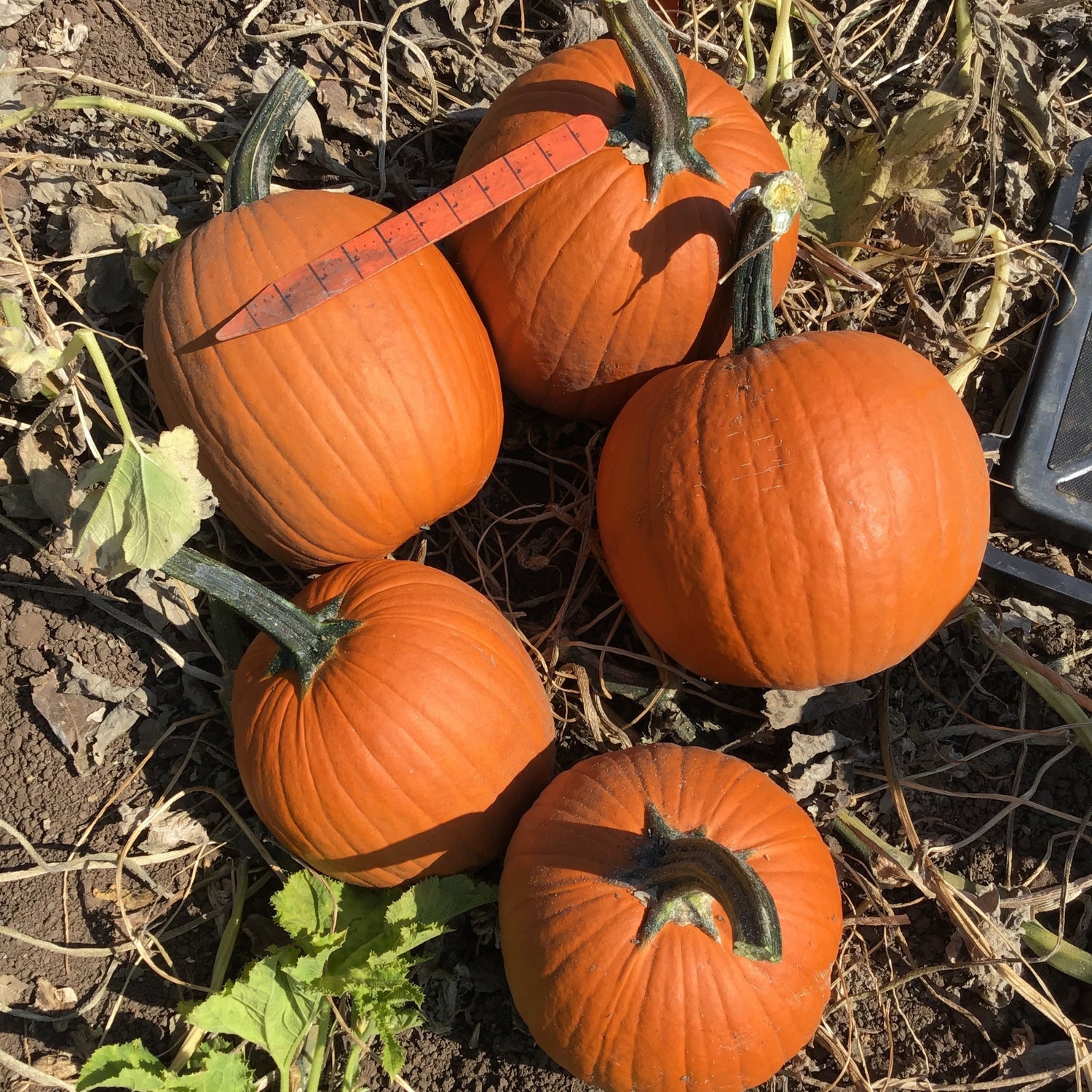 Hybrid Carving Pumpkin - Carbonado Gold