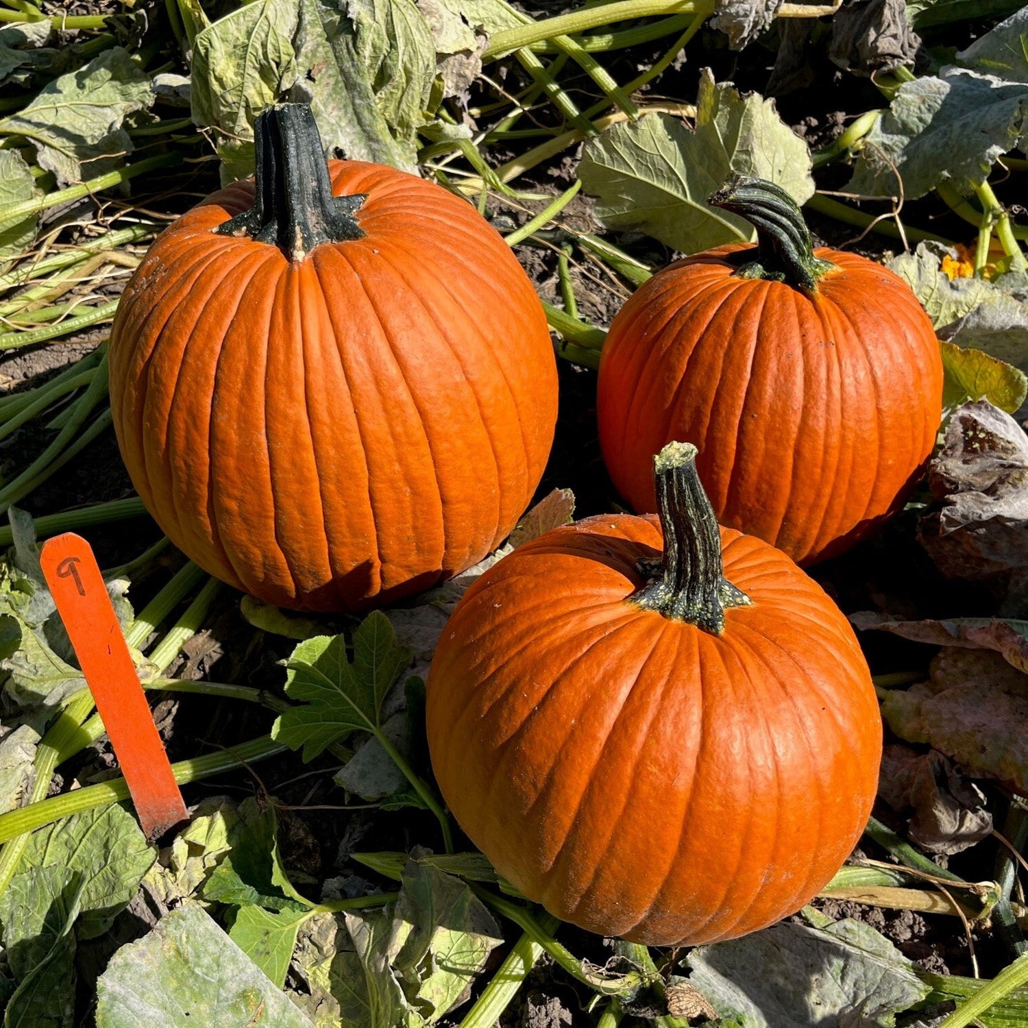 Hybrid Carving Pumpkin - Carbonado Gold